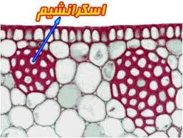 تحقیق درباره بافت اسکلرانشیم